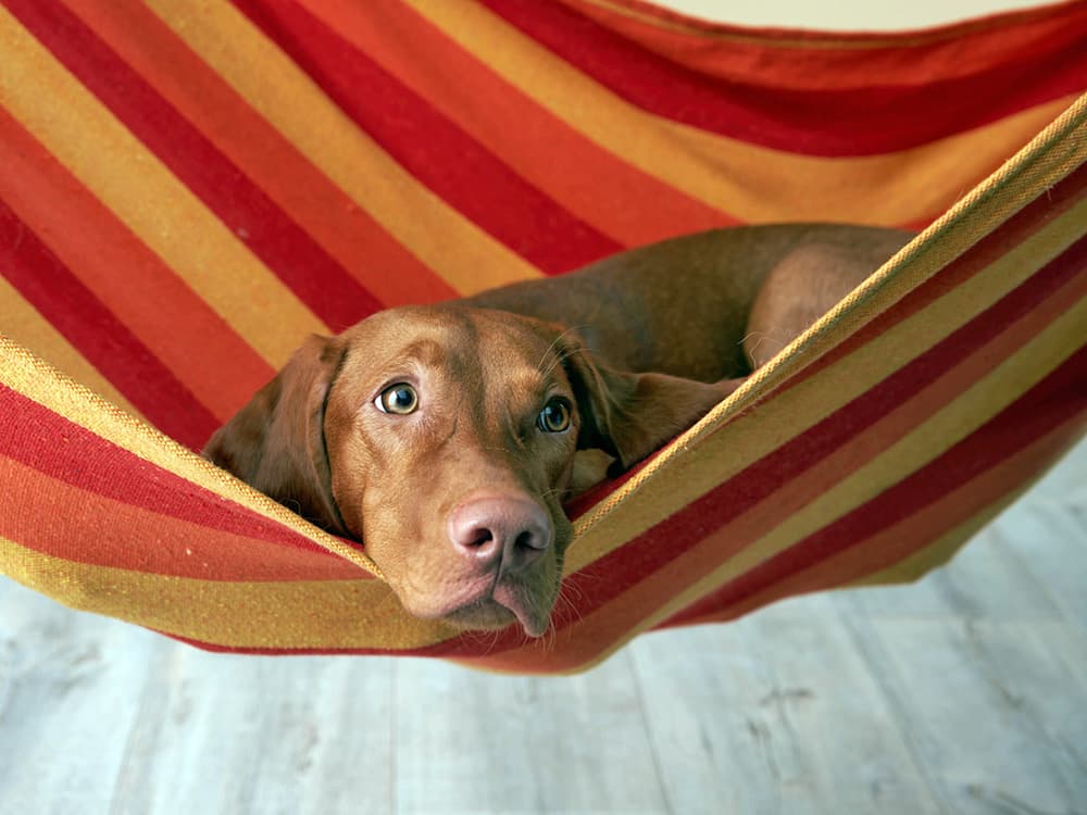 Vizsla