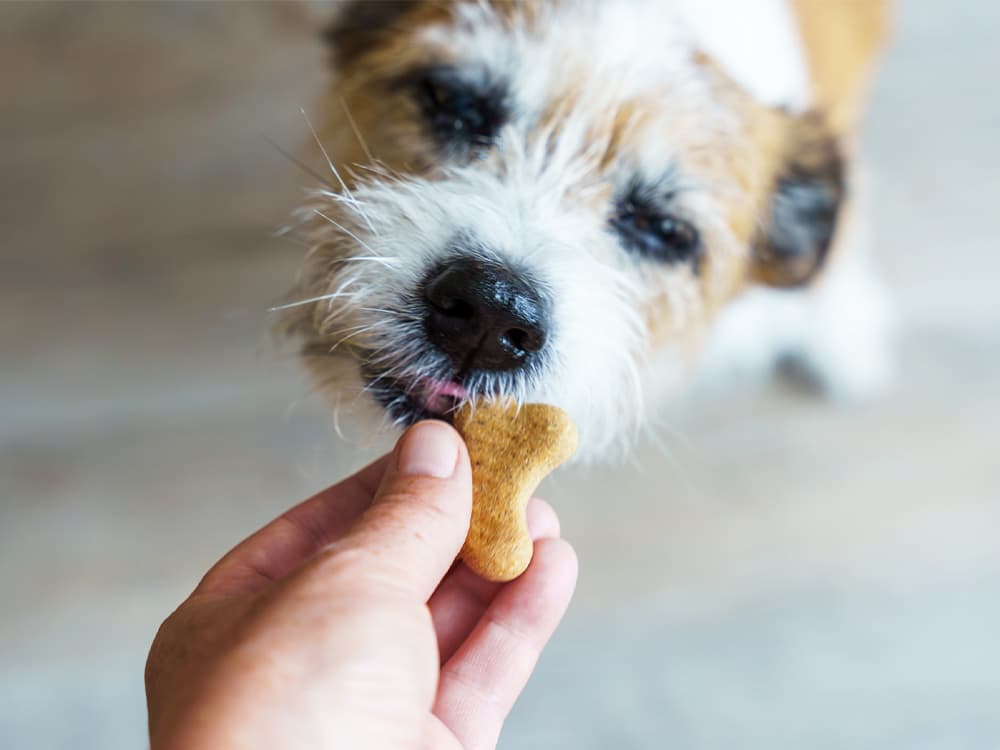 A dog eats a dog biscuit