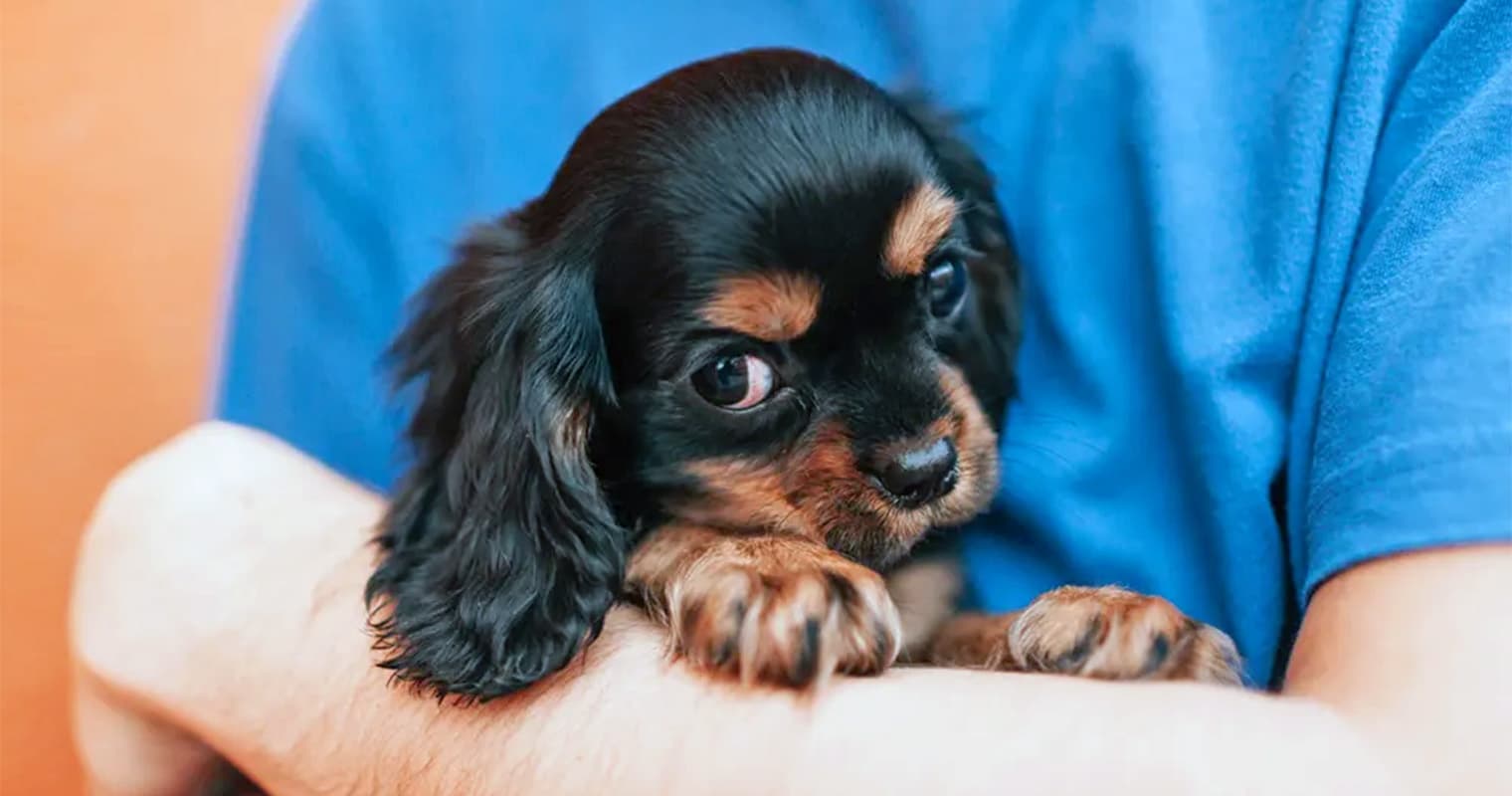 How Pet Adoption Builds Connection and Community