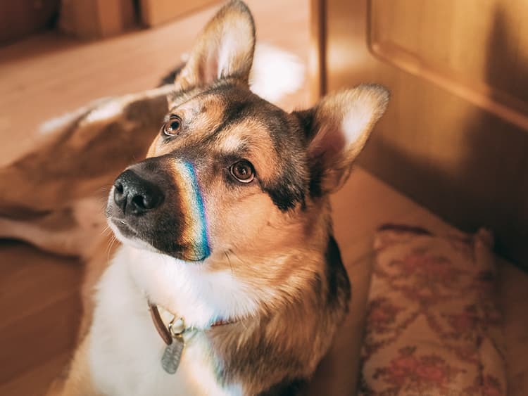 What Colors Can Dogs See? How Dog Vision Really Works