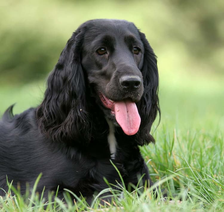 Black English Cocker Spaniel on grass
