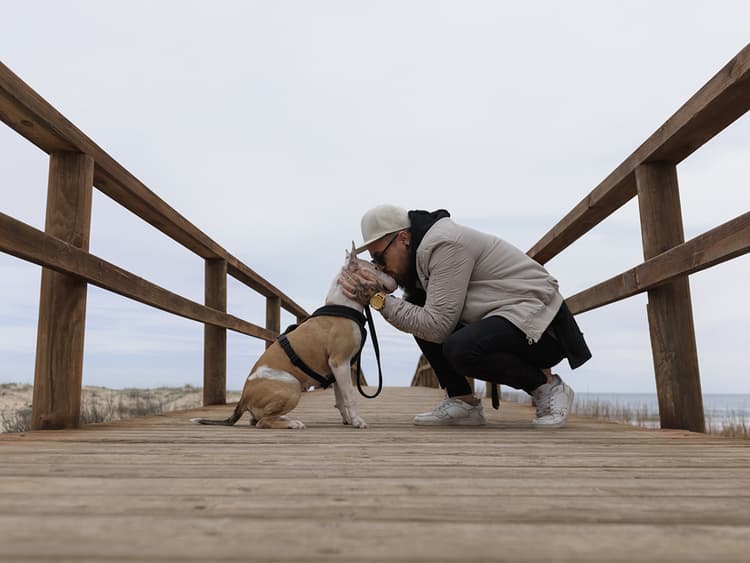 Best Training Rewards for Your Dog