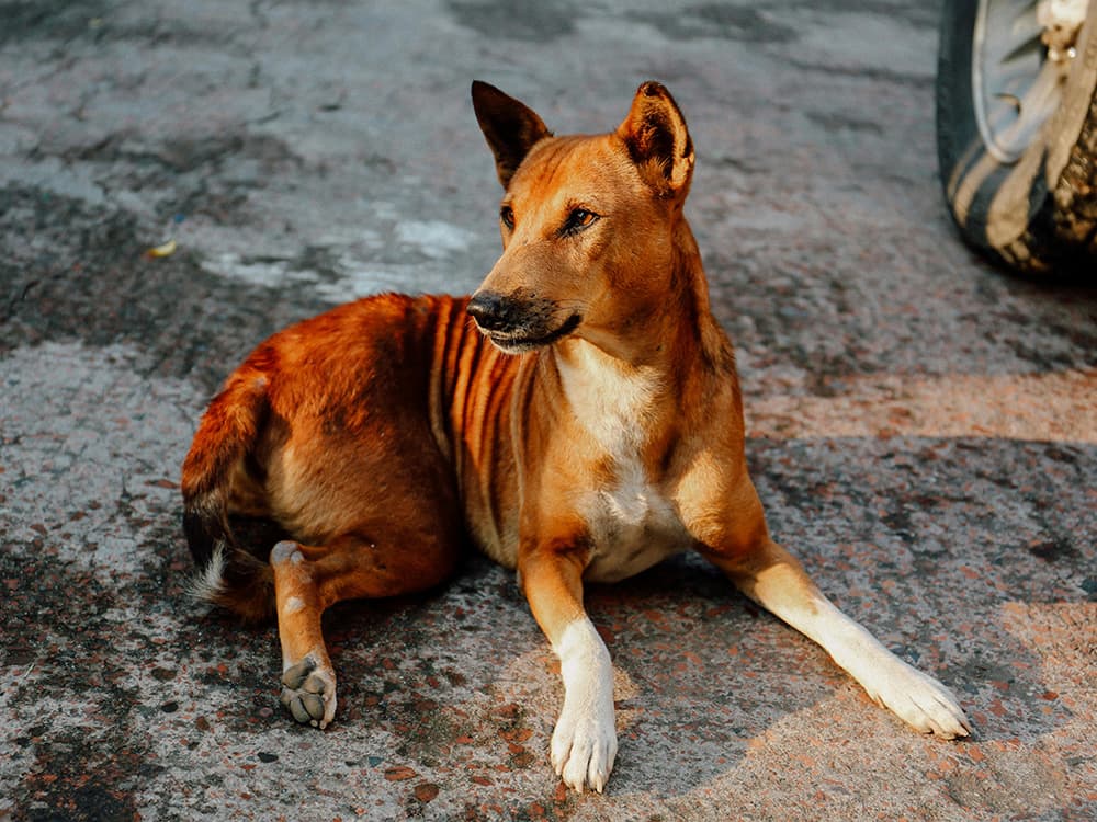 mexican street dog lying on the street