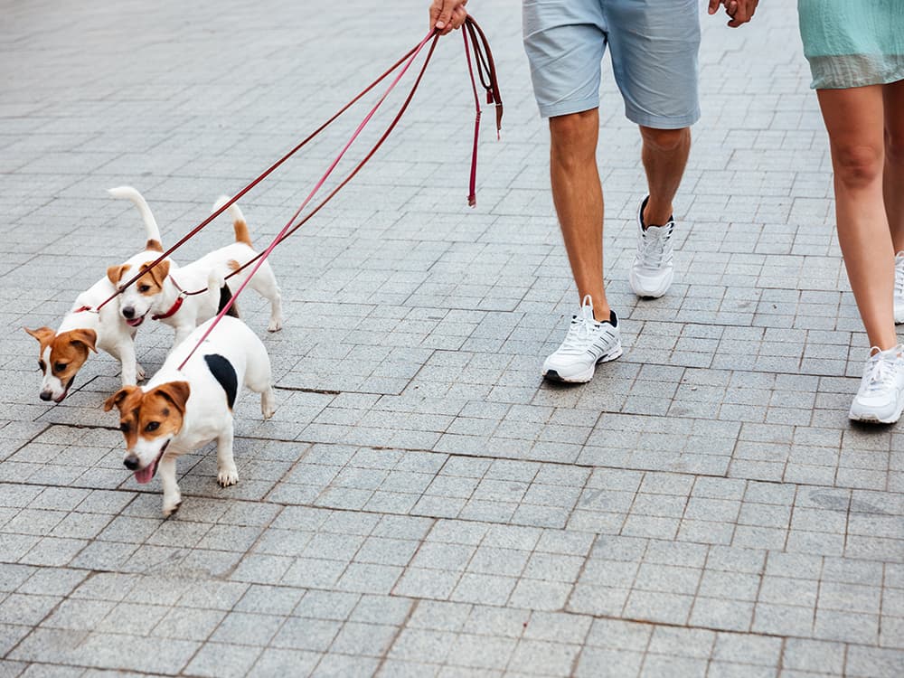 The Benefits of Having Multiple Dogs