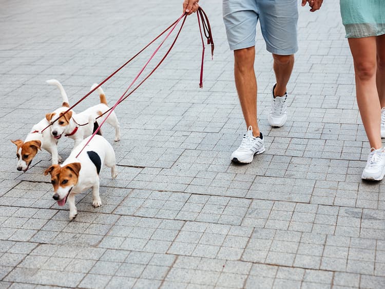The Benefits of Having Multiple Dogs