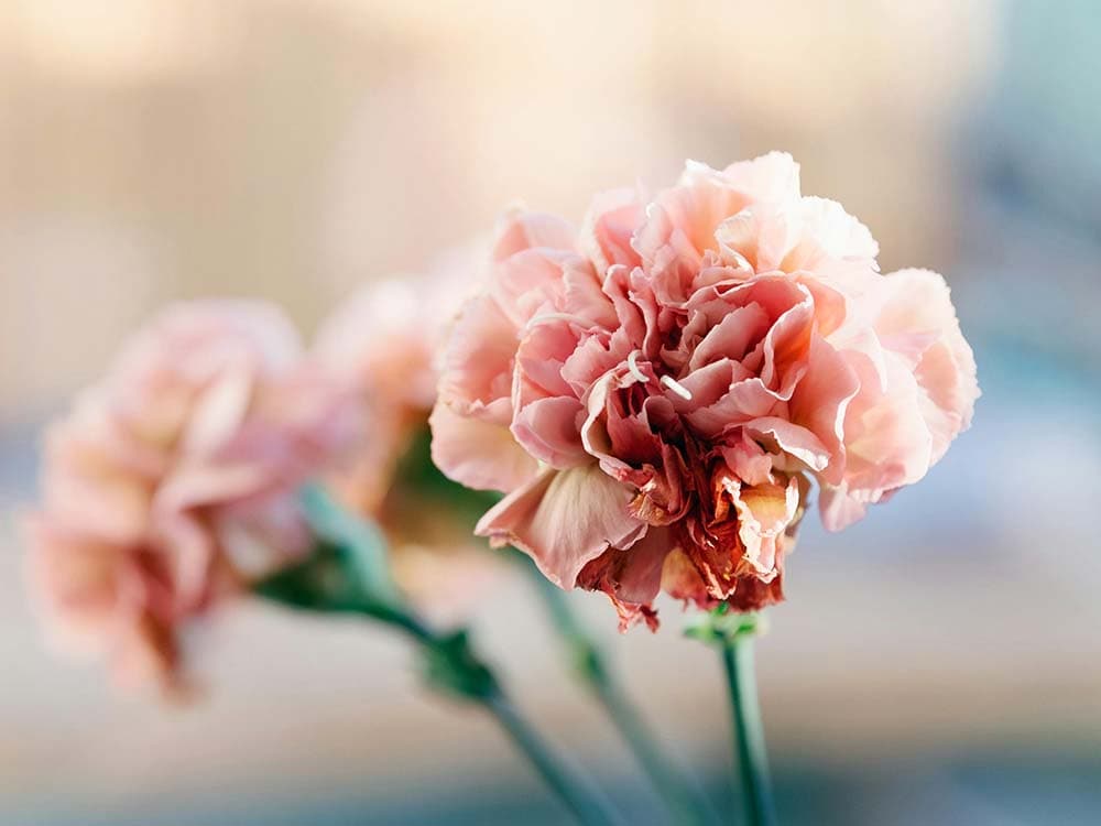 pink Carnations
