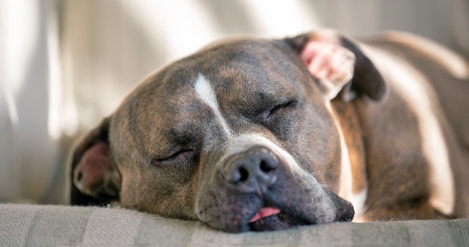 Why Does My Dog Sleep So Much?