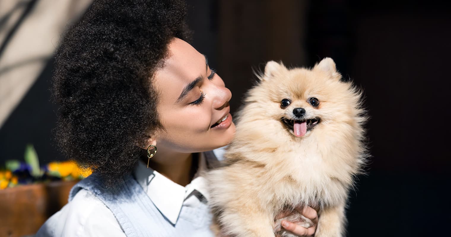 Thinking About a Toy Dog? Meet 15 Small Lapdog Breeds