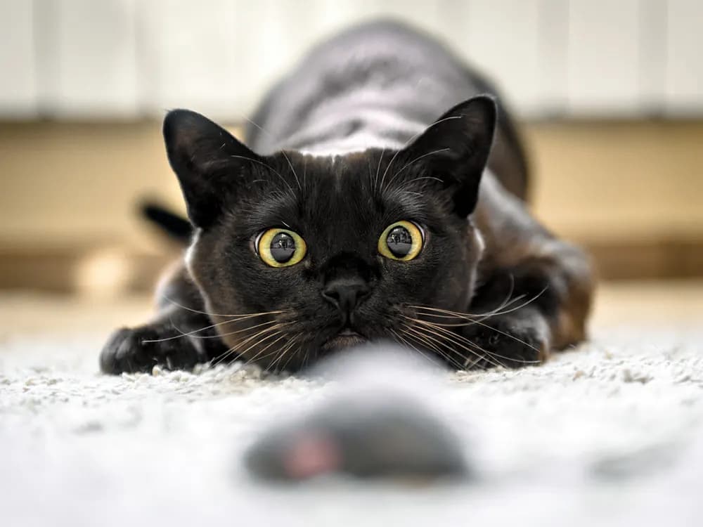 black cat with large pupils looking at toy