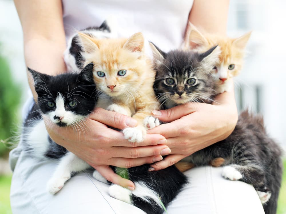 The Top 20 Trending Cat Names of 2025