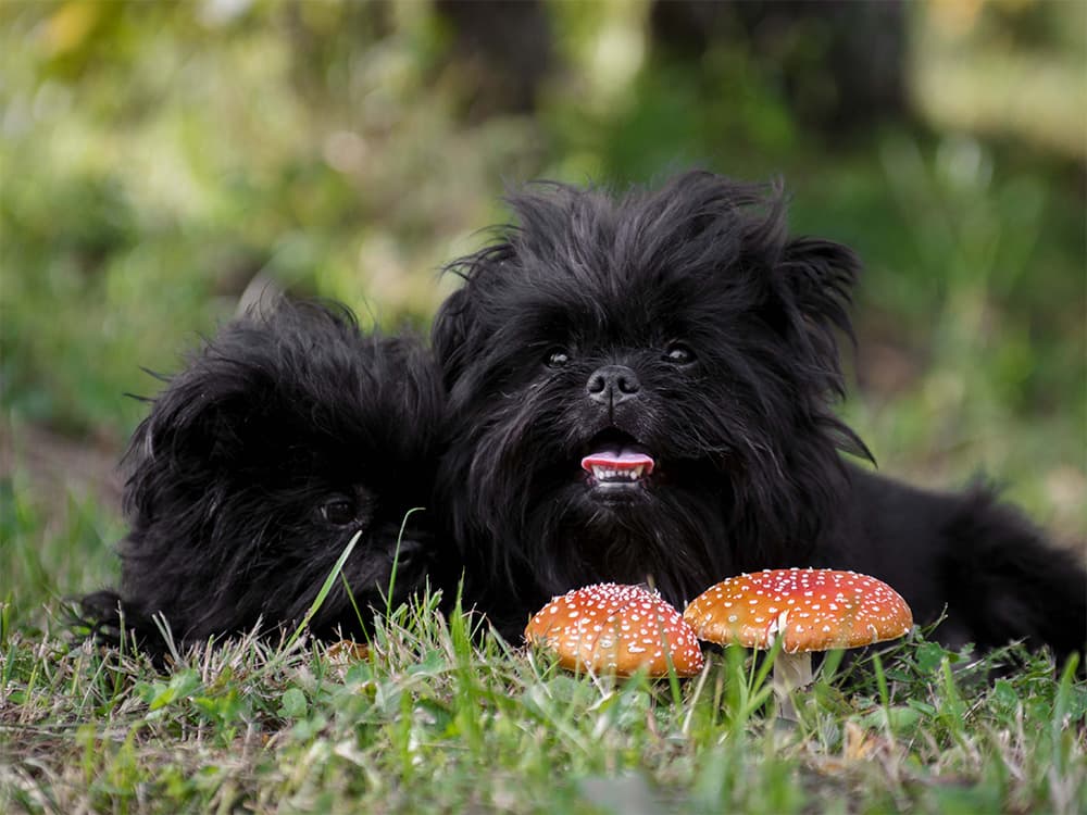 two affenpinchers lying on grass