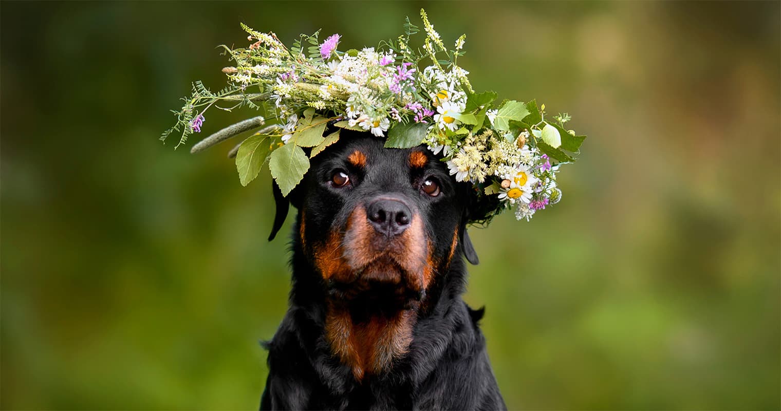 200+ Names for Your New Rottweiler Dog