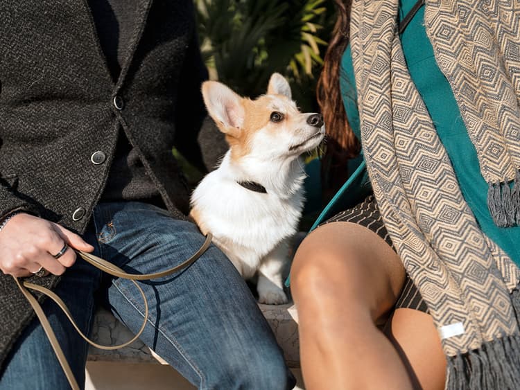 Do Dogs Eavesdrop?