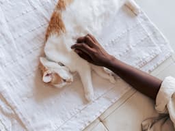 5 Common Types of Cancer in Cats, Symptoms, and Treatments