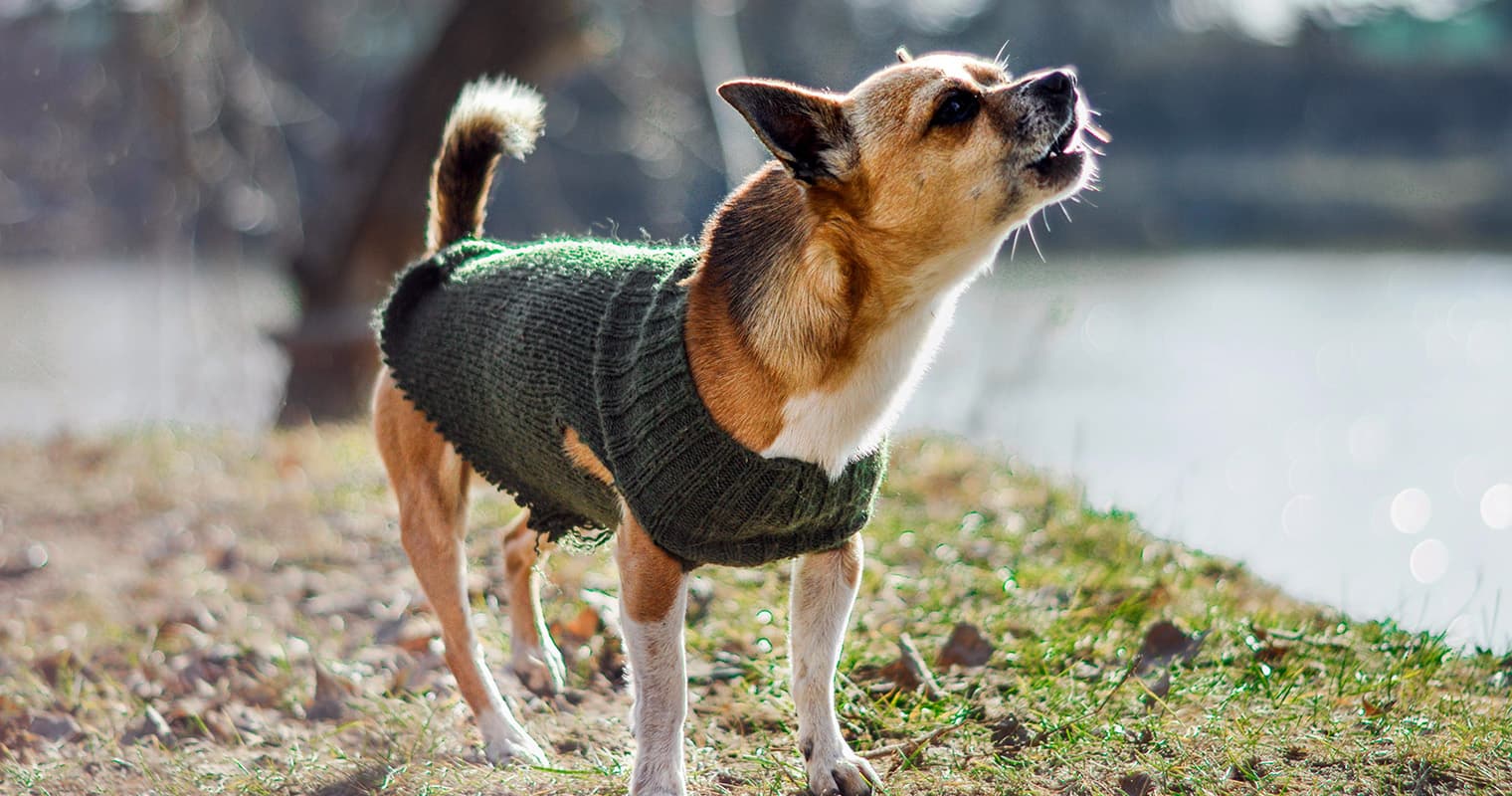 Barking Dog Standing on Dirt Ground.