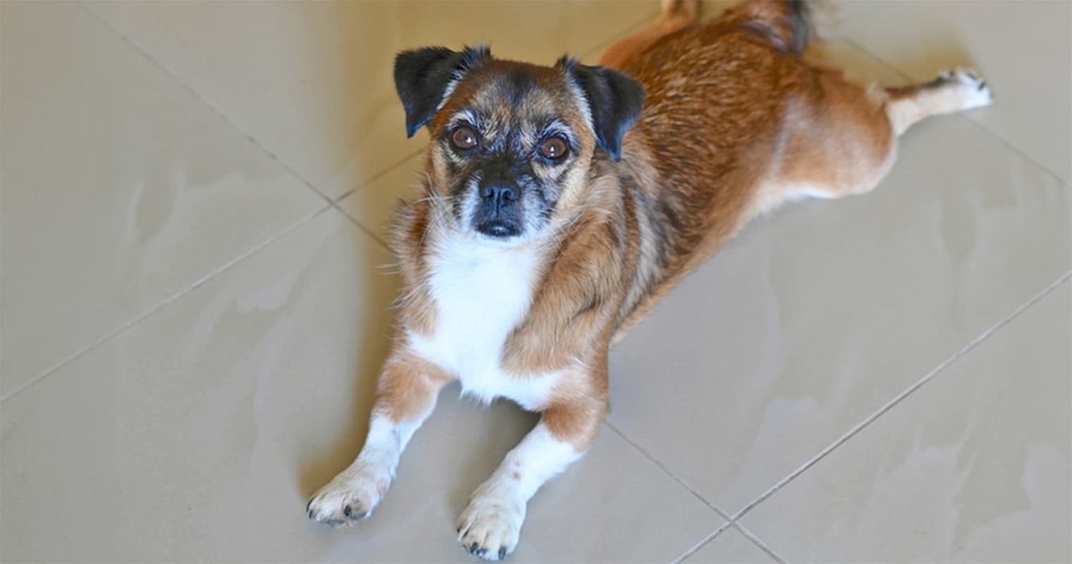 Porgie: What to Know Before Adopting