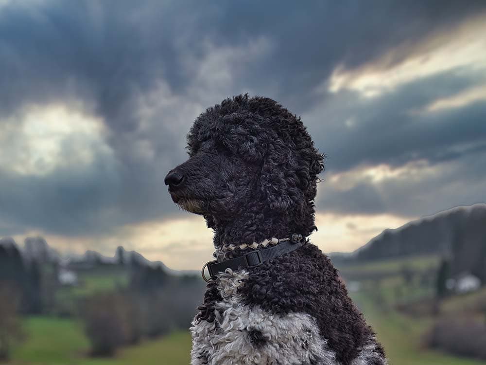 Do Hypoallergenic Dogs Really Exist?