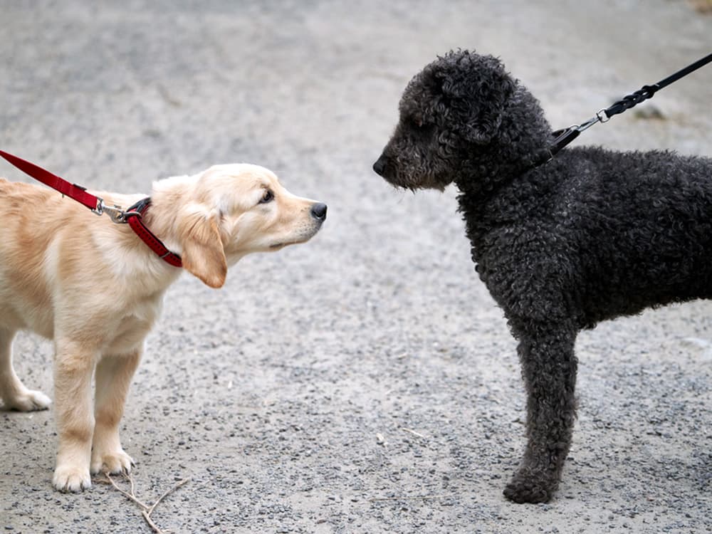 How to Introduce Dogs