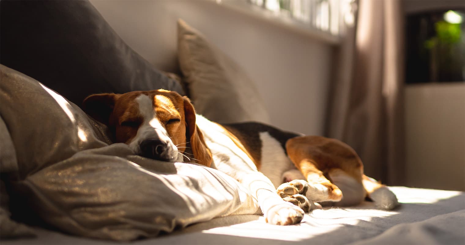 How to Make Your Dog Feel Comfortable Inside