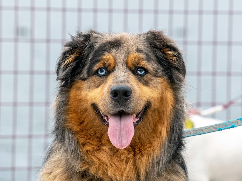 golden retriever australian shepherd mix