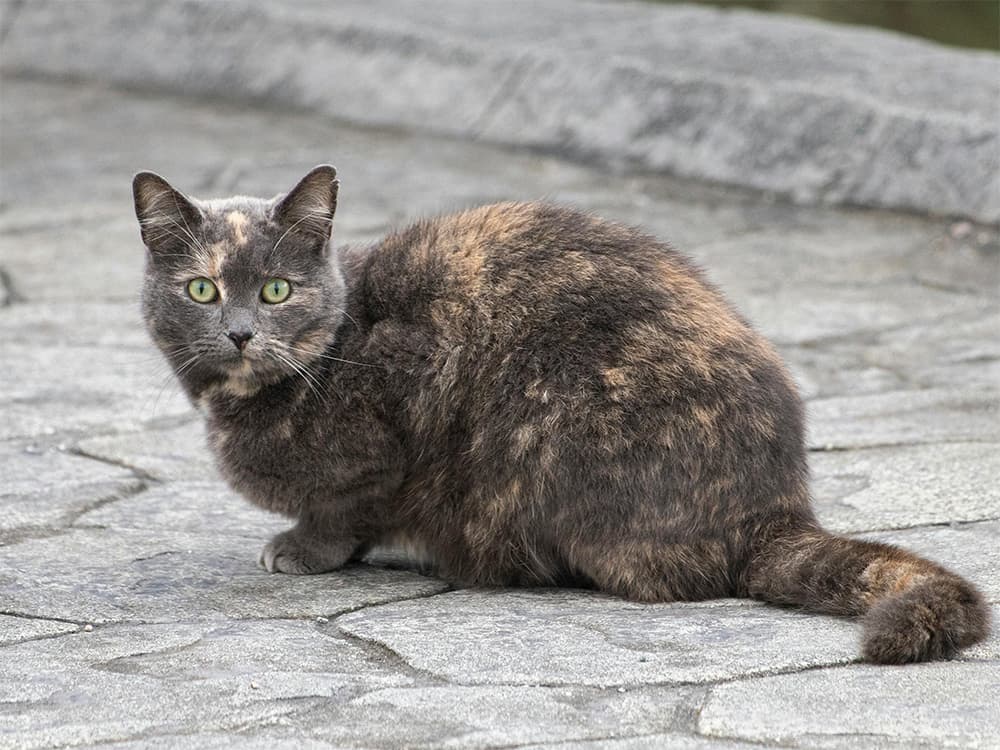 diluted tortoisehell cat sitting on path