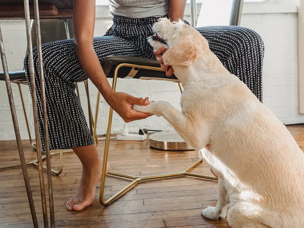 dog with limping paw and owner checking on it