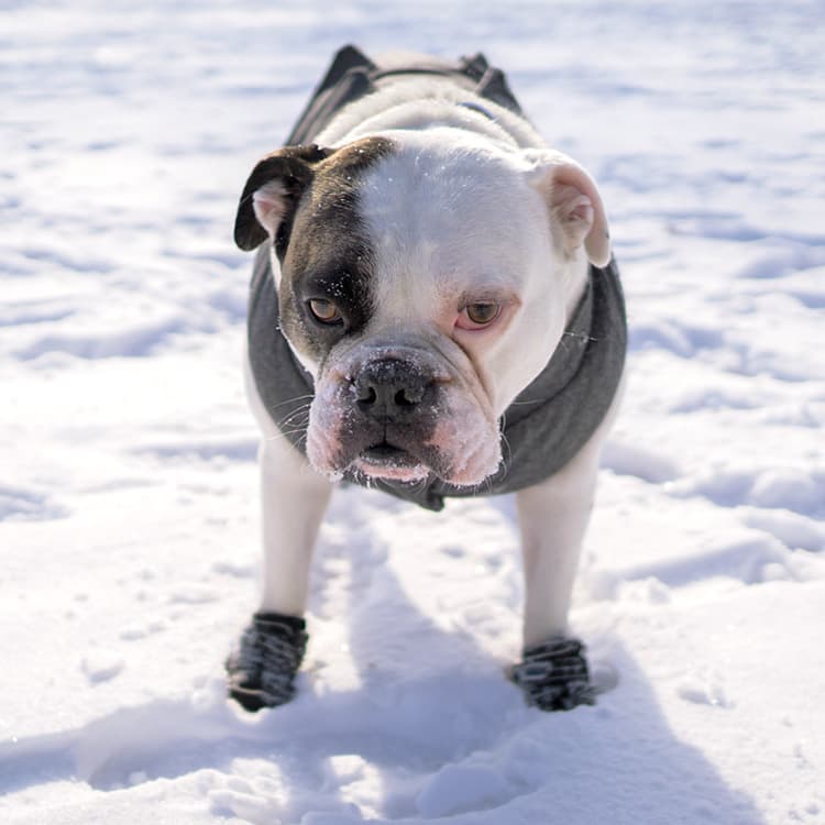 Why Are Dogs so Comically Bad at Walking in Booties?