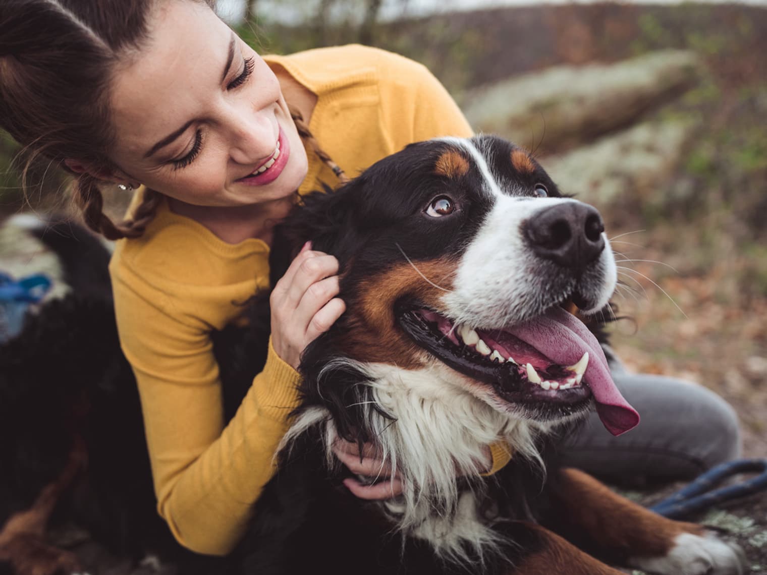 Bernese Mountain Dog