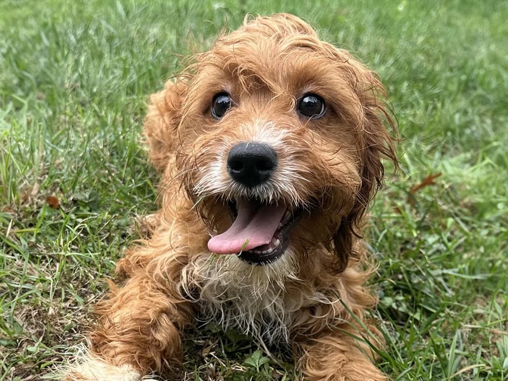 cavalier mix