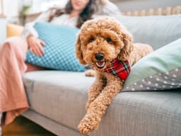 Has the Doodle Craze Gotten Out of Hand? The Truth Behind This Trendy Breed
