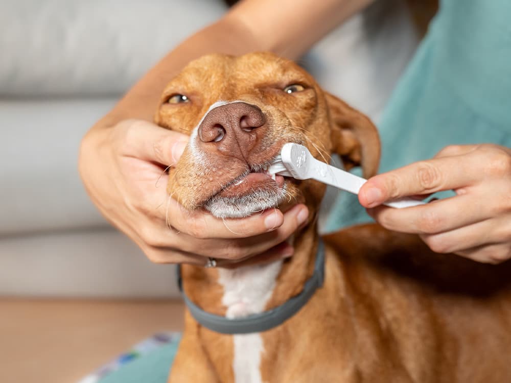 Brushing a dog's teeth