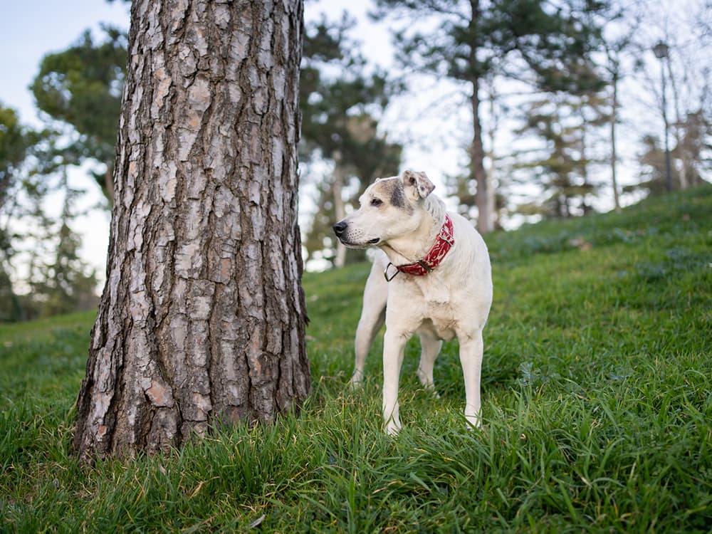 Medication For Dog Arthritis: Dog Arthritis Pain Management