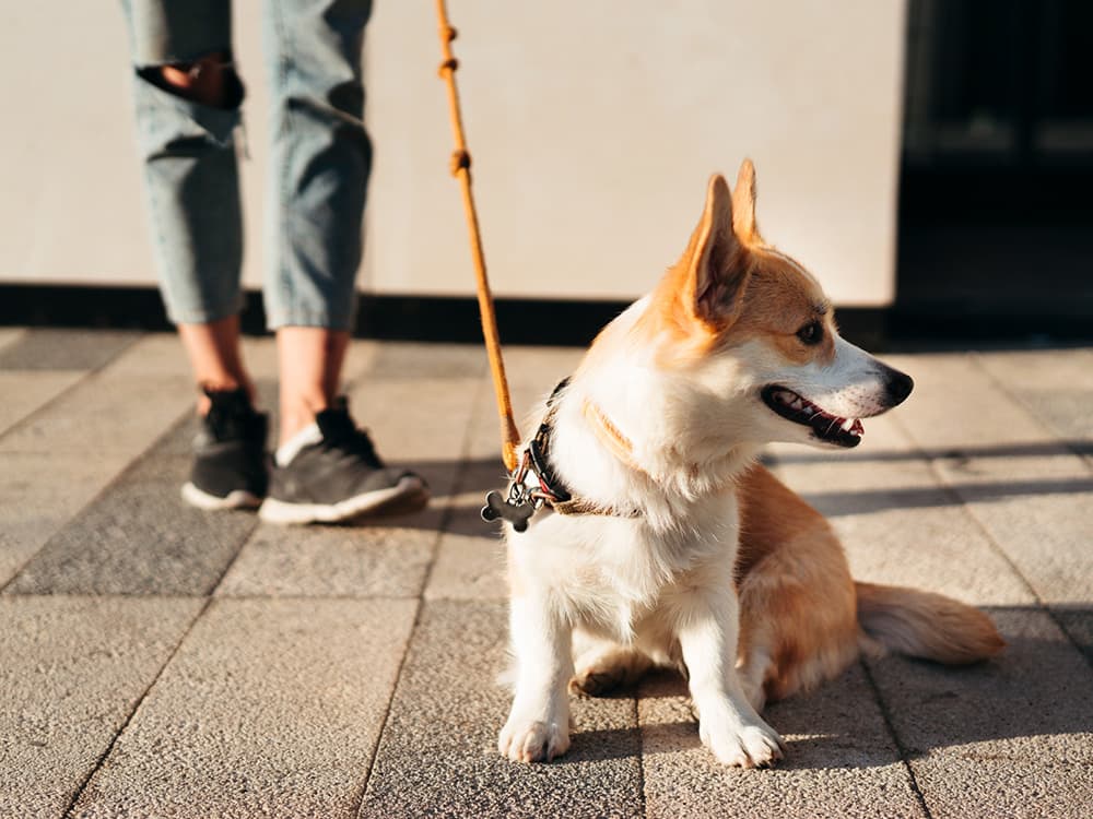 Corgi dog on leash
