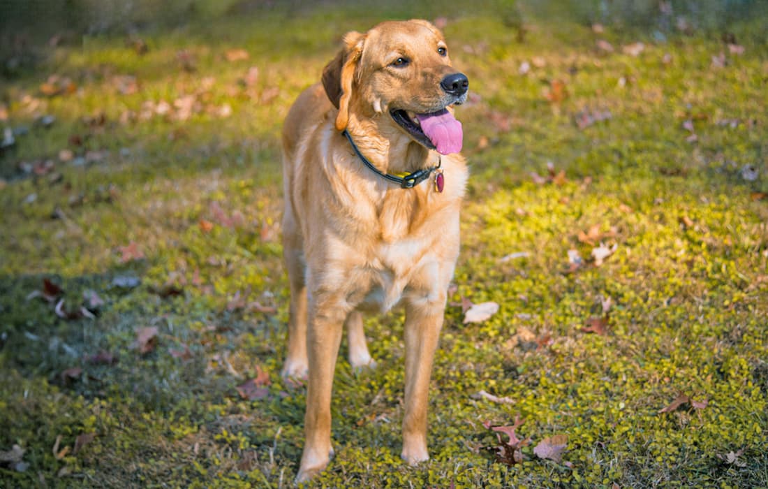 Goldador dog playing outside in the grass.
