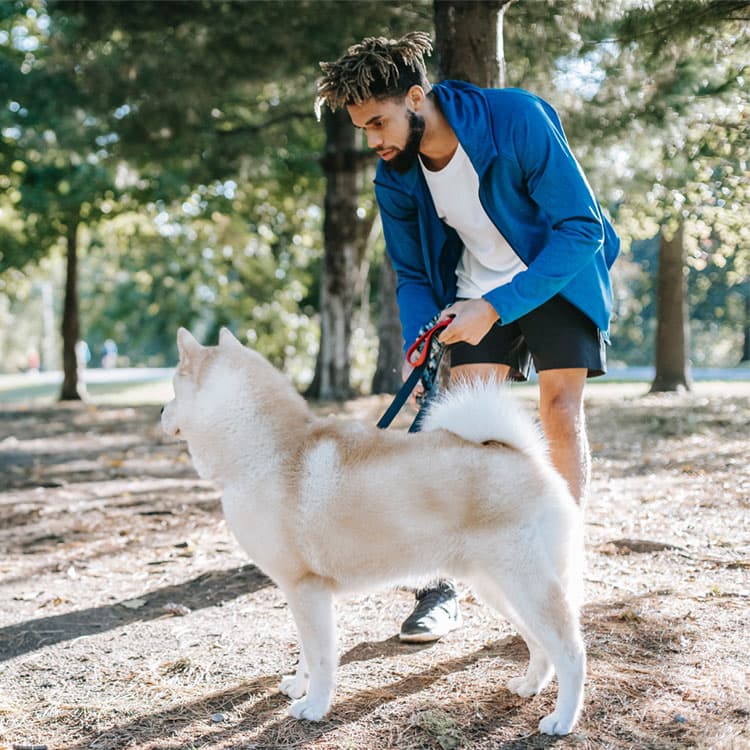 How to Improve Your Dog’s Recall Training