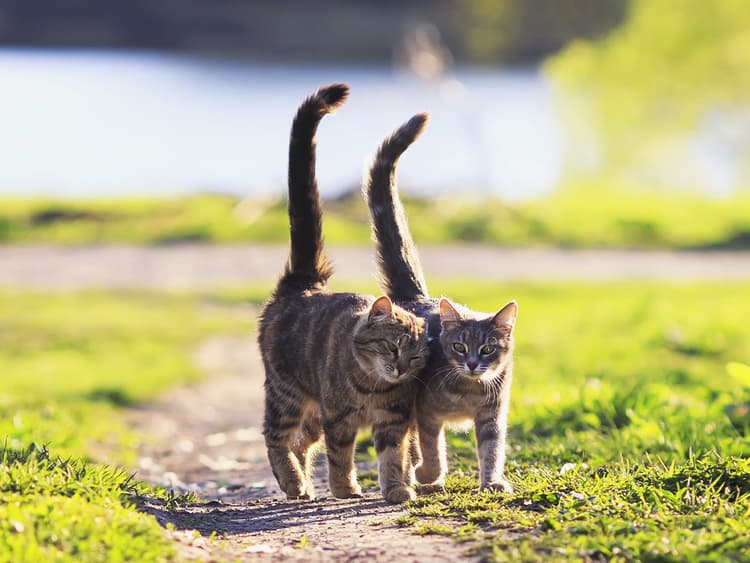 Cat Tail Meanings