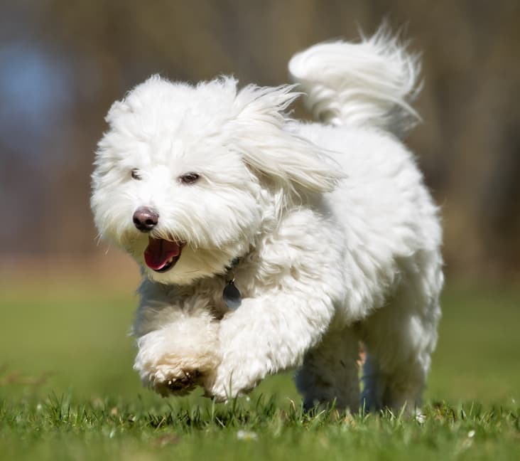 A purebred Coton de Tulear dog running on the grass.