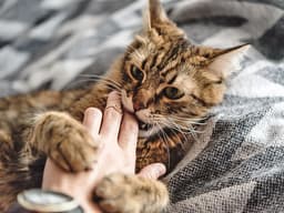 Expert-Approved Tips and Tricks to Stop a Cat From Biting
