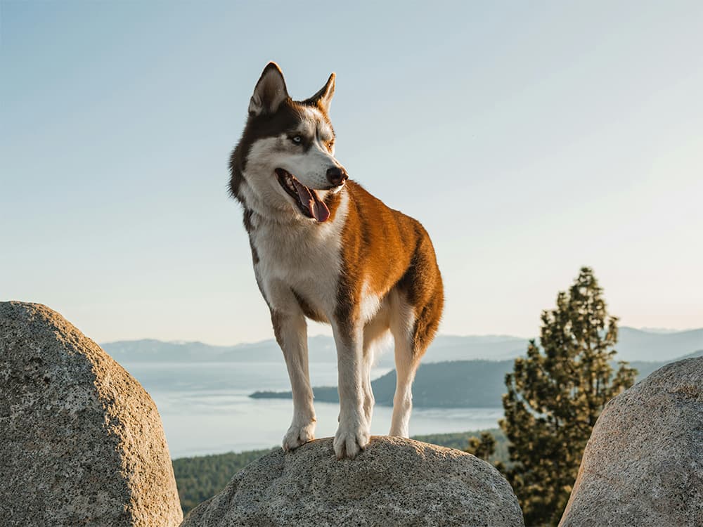 How Long Does the Humane Society Keep Huskies?