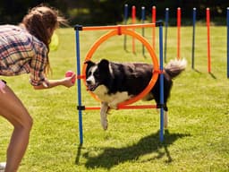 A Crash Course on Dog Agility Training