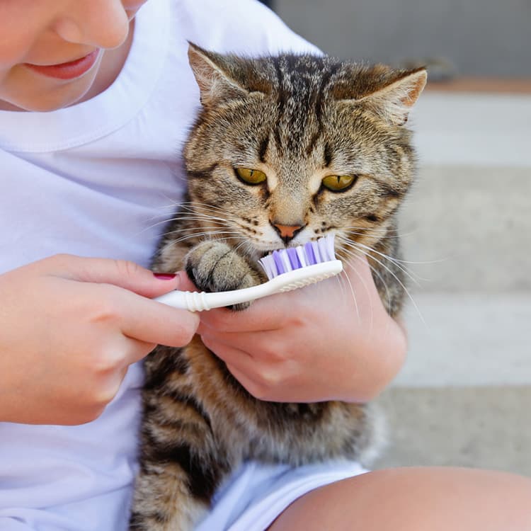 Taking Care Of Your Cat’s Teeth Might Just Help Them Live Longer