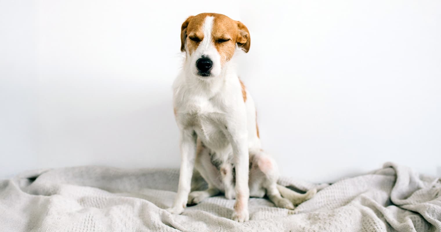 Is It Cruel to Rehome a Dog?