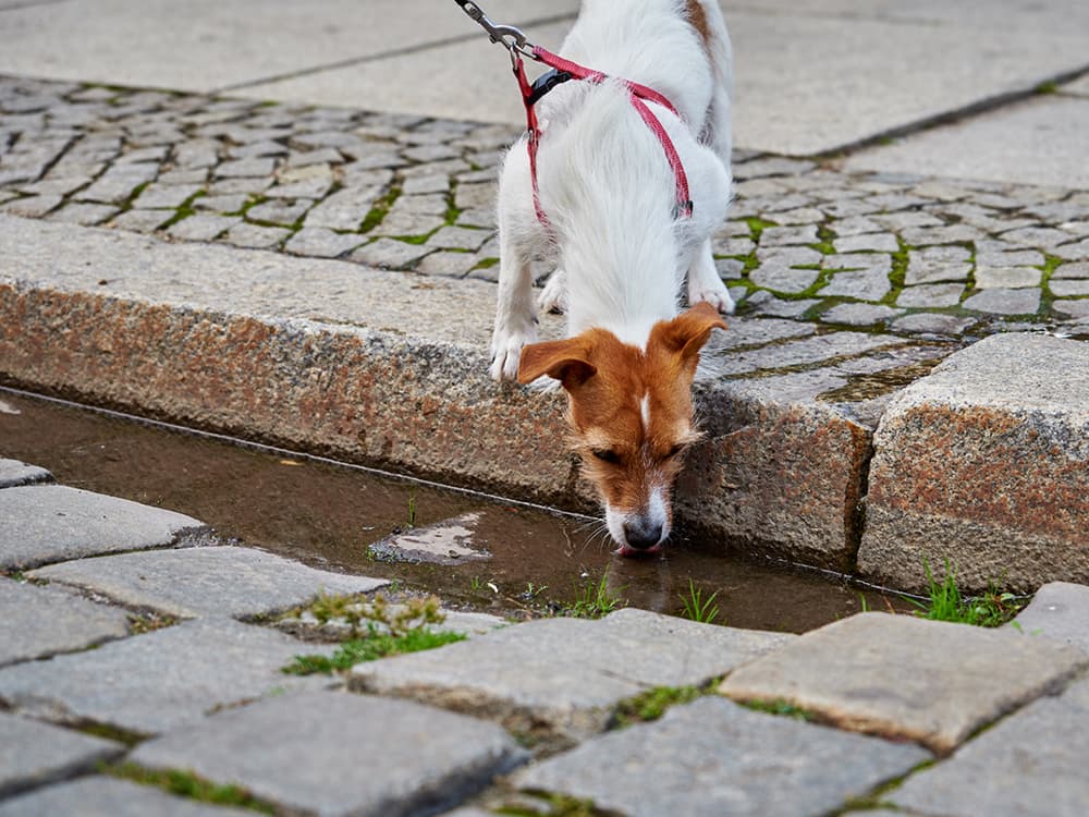 Giardia in Dogs: Signs, Symptoms and Treatment of This Parasite