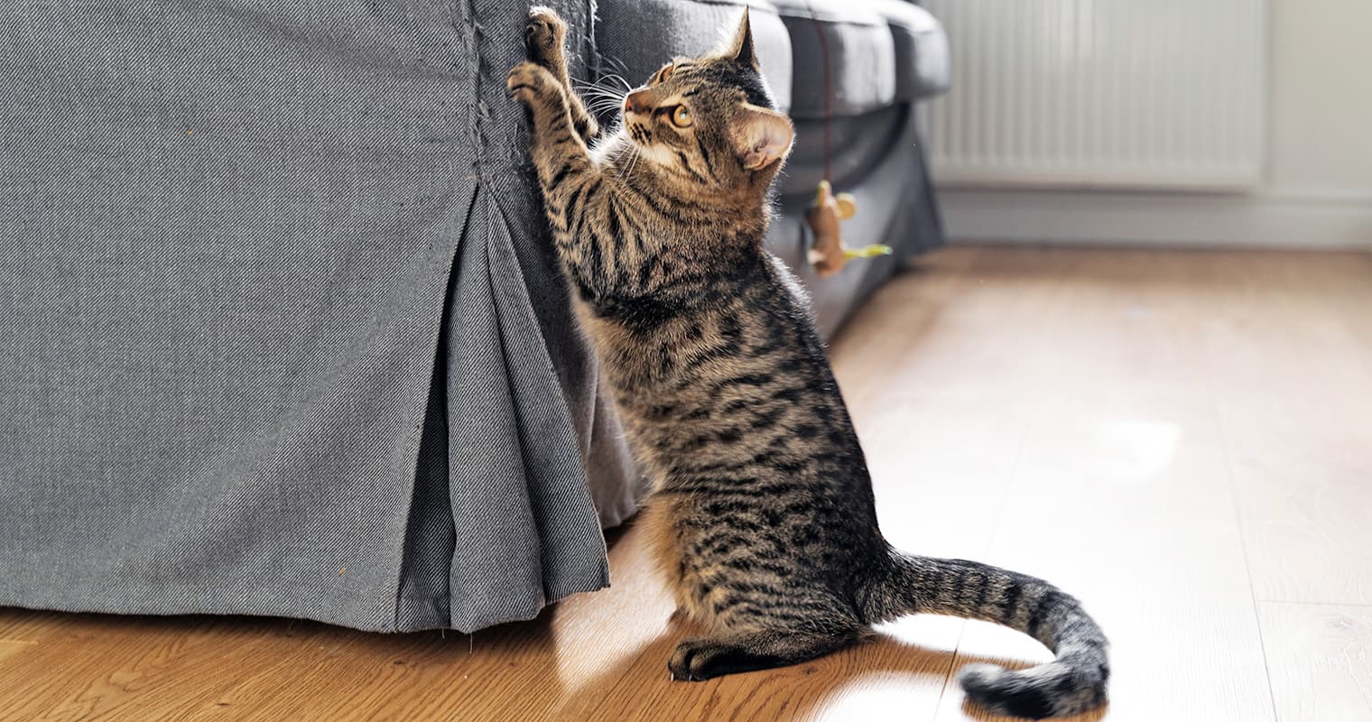 Do Cats Learn If You Punish Them?