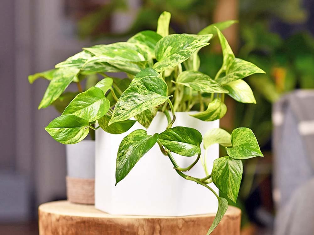Pothos