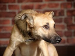 Does Your Dog’s Growl Mean Aggression?