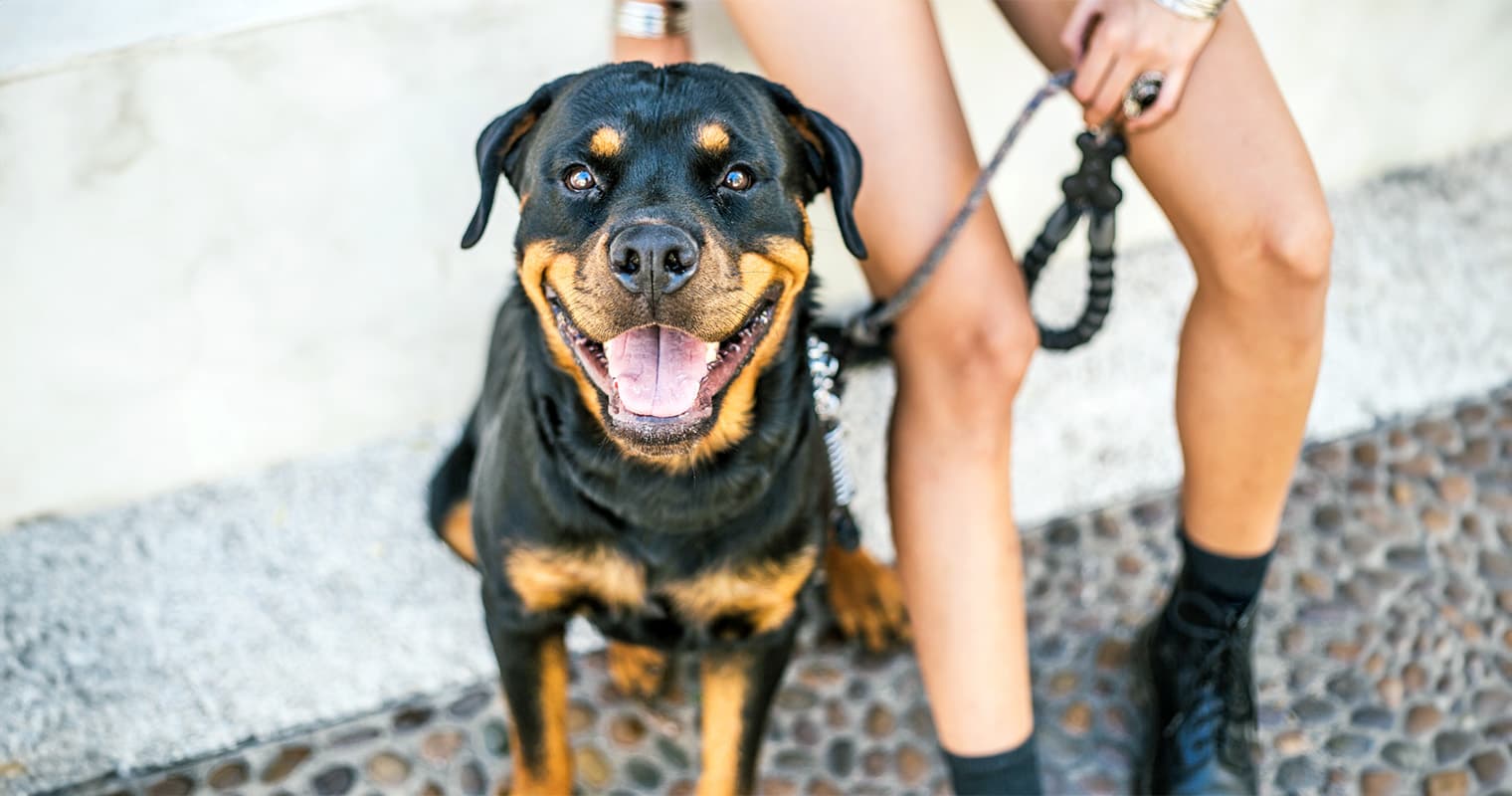 Should You Get a Rottweiler? What to Consider Before Adopting