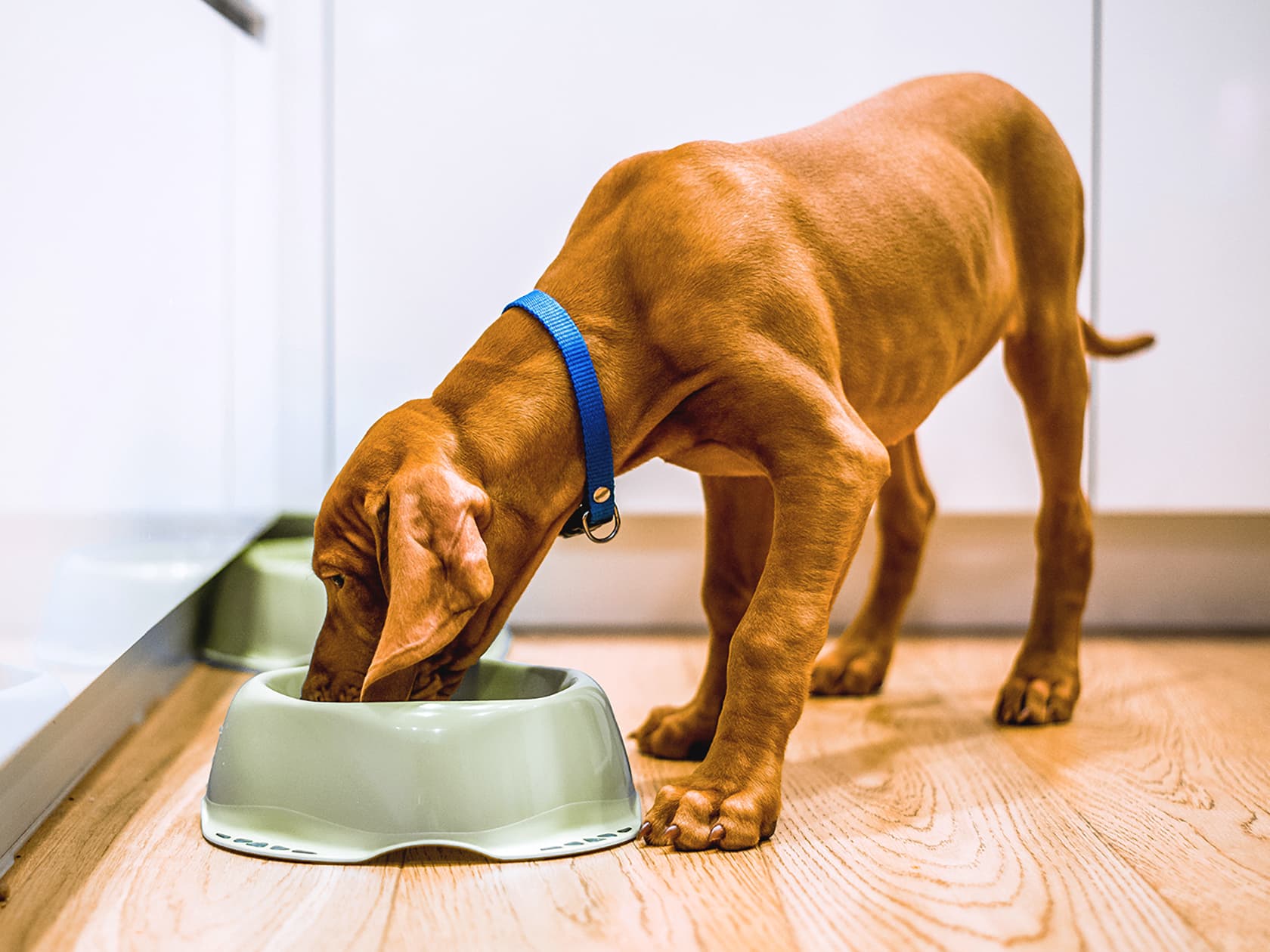 A Digestible Guide to Healthy Dog Food for Your New Pup