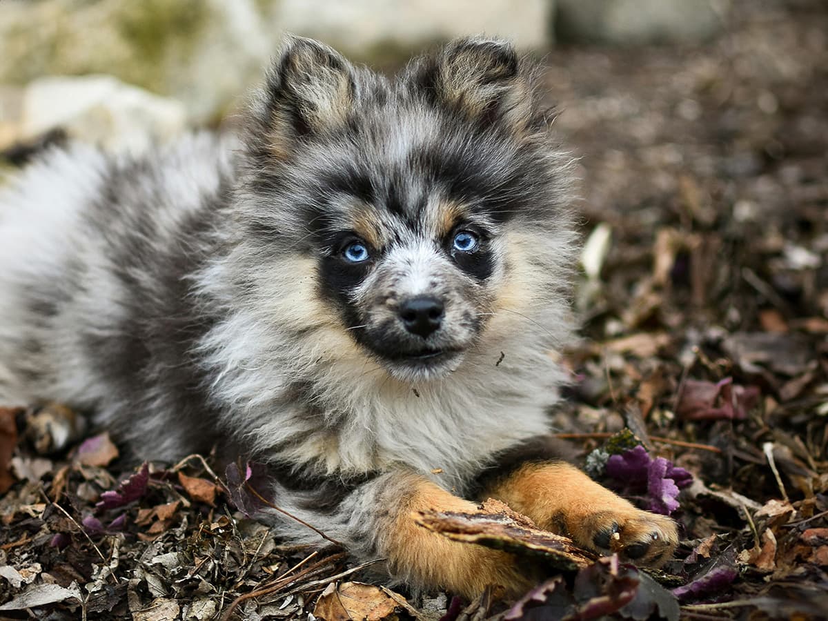 Merle pomeranian dog lying on leaves
