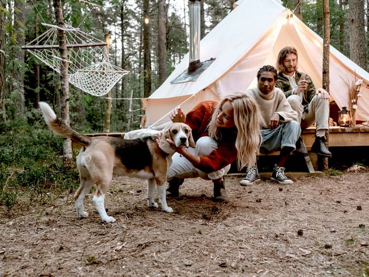 How to Glamp With Dogs in California